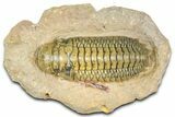 Crotalocephalina Trilobite - Giant For Species #363231-3